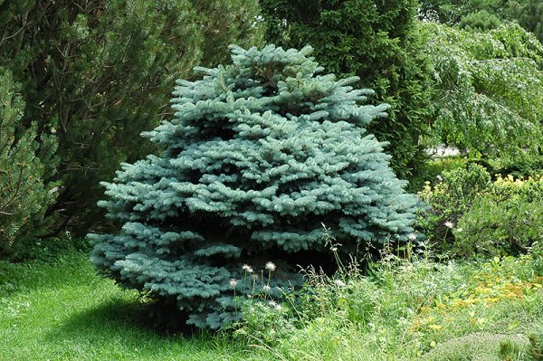 Dwarf Globe Blue Spruce #3