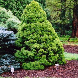 Dwarf Alberta Spruce #5