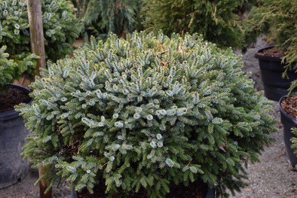 Dwarf Serbian Spruce #2