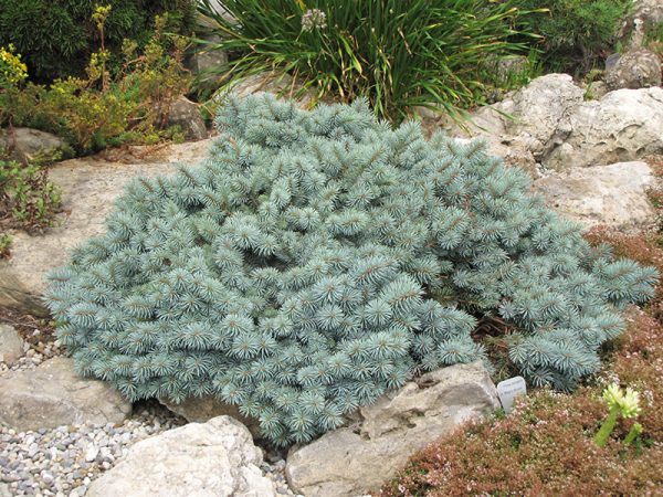 St. Mary's Broom Creeping Blue Spruce #3