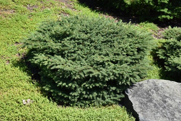Birds Nest Spruce #5