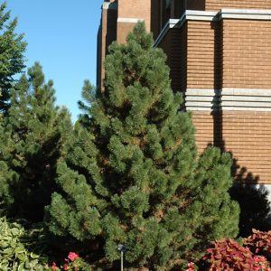 Tannenbaum Mugo Pine #5