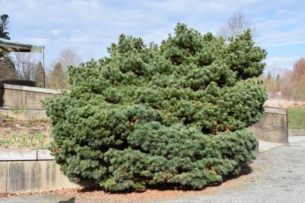 Blue Shag White Pine #10