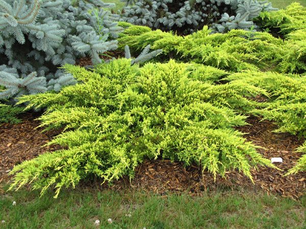 Daub's Frosted Juniper #10