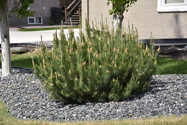 Dwarf Mugo Pine #2