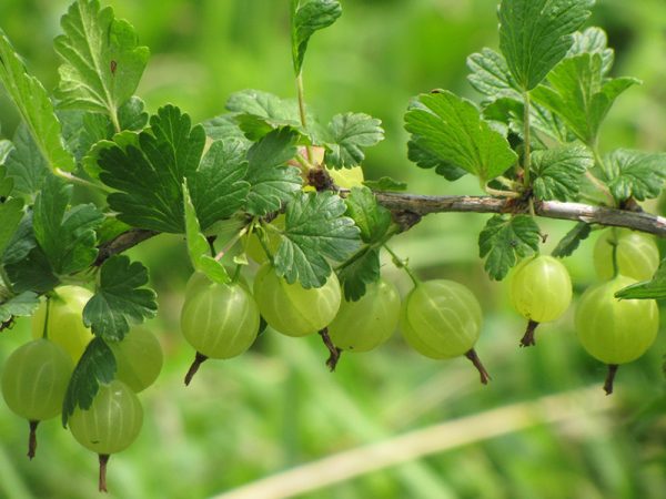 Hinnonmaki Gooseberry #2
