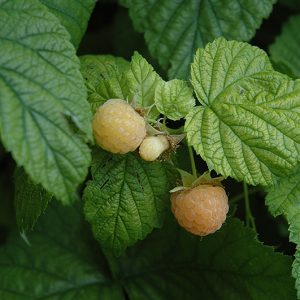Fall Gold Raspberry #1