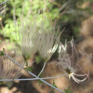 Apache Plume #3