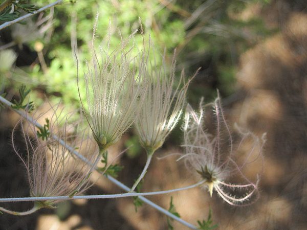 Apache Plume #3