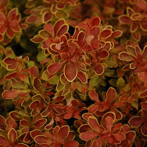 Admiration Japanese Barberry #2