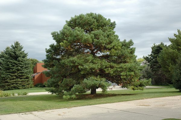 Scotch Pine #5