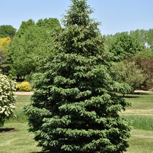 Black Hills Spruce #5