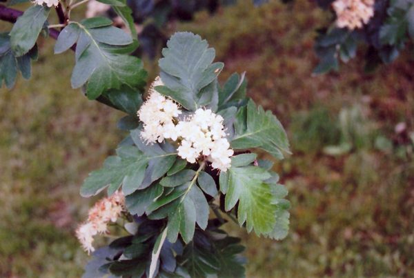 Oakleaf Mountain Ash #5