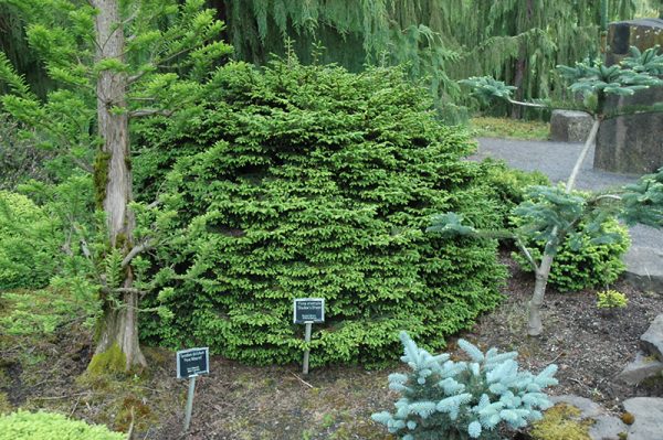 Shadow’s Broom Oriental Spruce #6