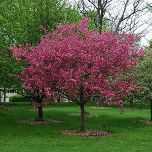 Prairifire Flowering Crab #7