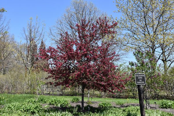 Royal Raindrops Flowering Crabapple #10