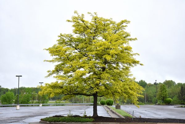 Honeylocust Sunburst #15