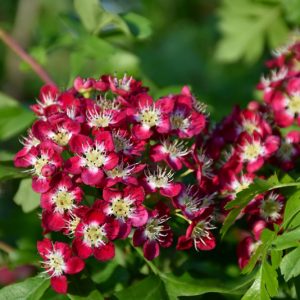 Crimson Cloud English Hawthorn #7