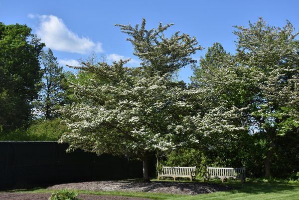 Winter King Hawthorn #10