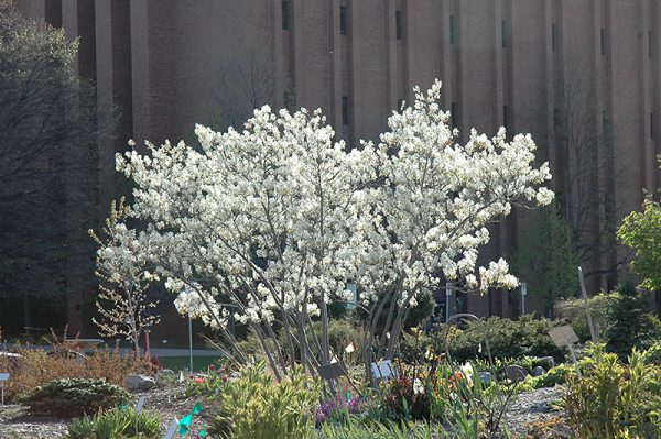 Autun Brilliance Serviceberry Multistem #7
