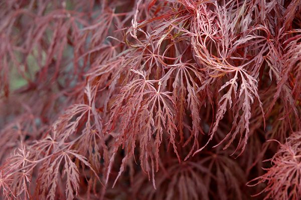 Crimson Queen Japanese Maple #5