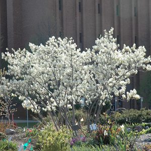 Autumn Brilliance Serviceberry #10