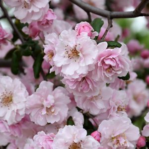 Prairie Rose Crabapple #10