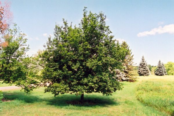 American Hophornbeam Ostrya virginiana #15