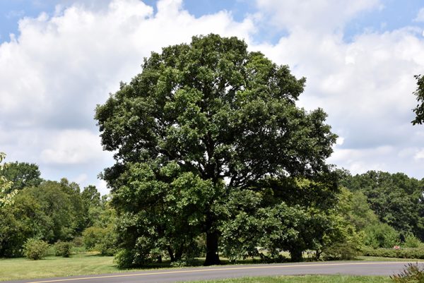 Swamp White Oak Quercus bicolor #15