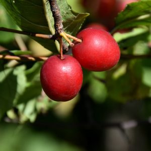 Plum American #1