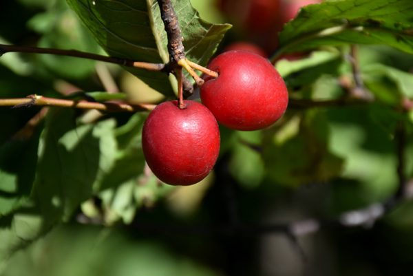 Plum American #1