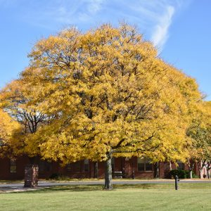 Honeylocust Shademaster #7