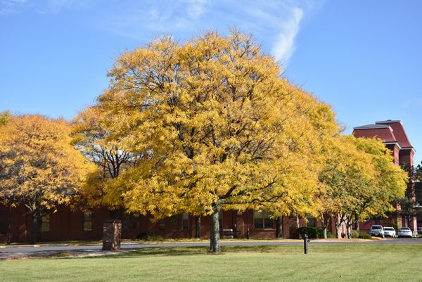 Honeylocust Shademaster #7