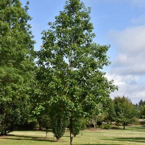 American Dream Oak #15