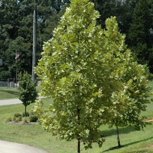 Planetree Lond Exclamation! #7