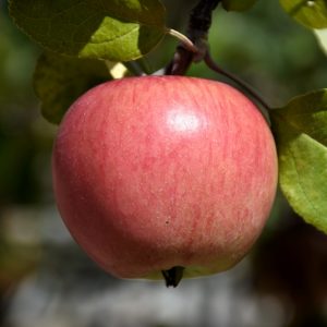 Apple Prairie Magic #5