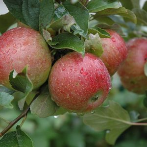 Apple Sweet Sixteen #5