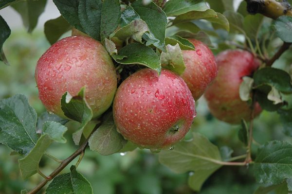 Apple Sweet Sixteen #5
