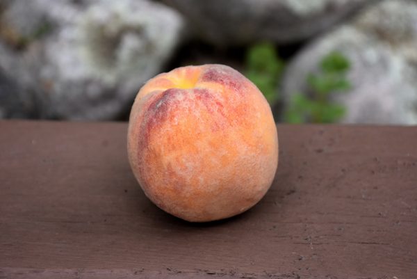 Golden Jubilee Peach #7
