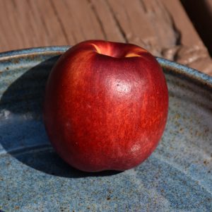 Apricot Panamint #7