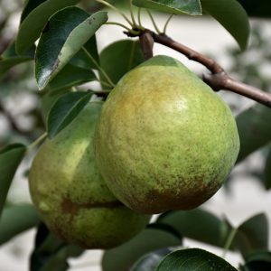 Pear Bartlett #5