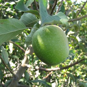 Apple Granny Smith #5