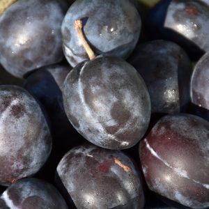 Stanley Plum #5