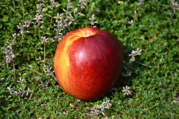 HardiRed Nectarine #3