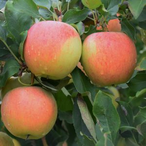 Gala Apple #5