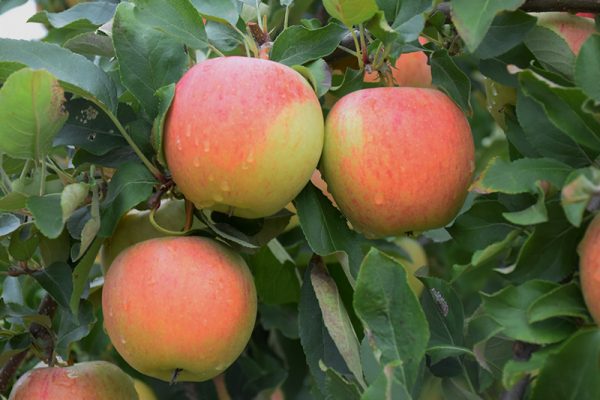 Gala Apple #5
