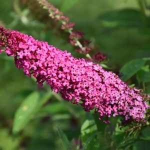 Butterfly Bush Miss Molly #1