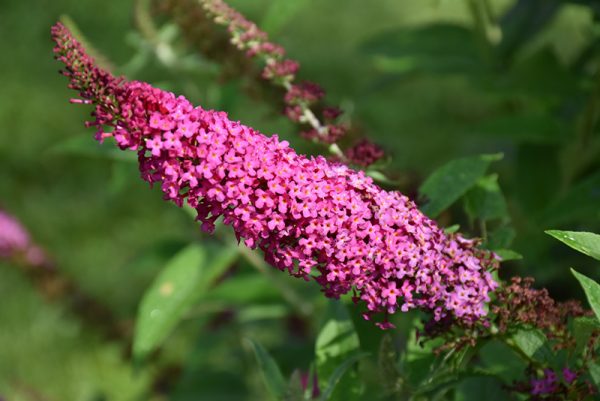 Butterfly Bush Miss Molly #1