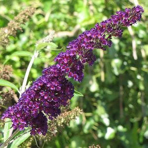Black Knight Butterfly Bush #5
