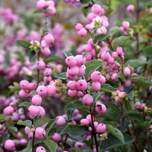 Symphoricarpos Candy #3